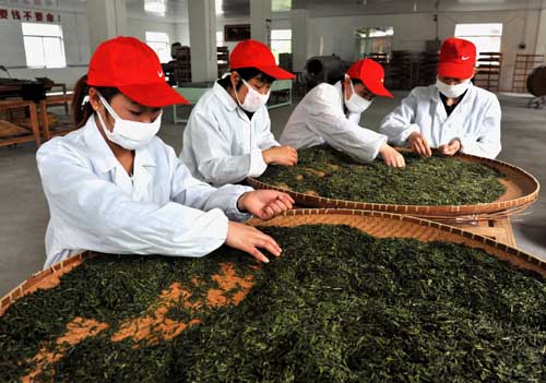 安徽庐江:优惠政策推进茶产业发展---安徽频道