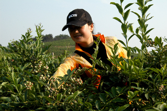 蓝莓成熟采摘忙