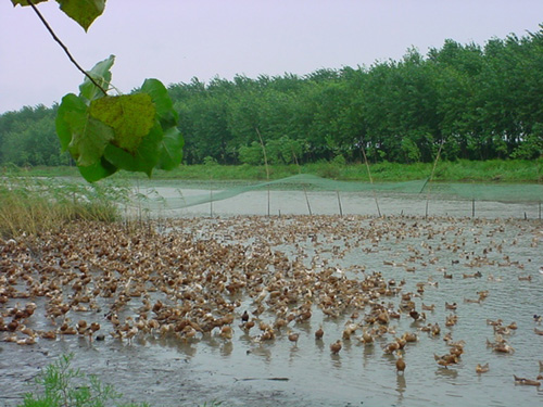 望江:农村合作社1+1>2