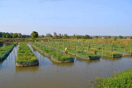 望江:农村合作社1+1>2