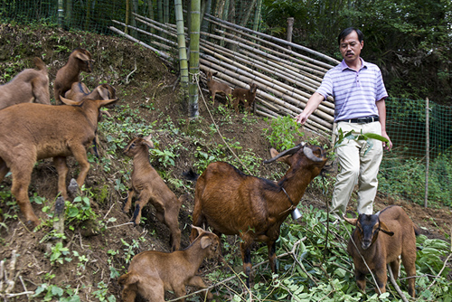 岳西首个养殖黄羊家庭农场出炉---安徽频道新闻中心