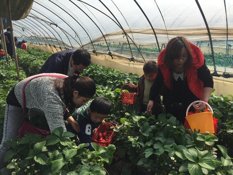 2015马鞍山市花山区 濮塘草莓采摘节 开幕(图