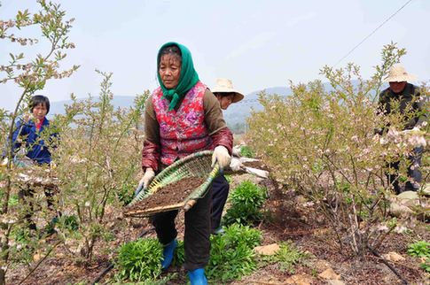 含山:为蓝莓施有机肥