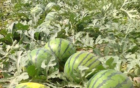 砀山:最甜西瓜愁嫁 寻最有眼光经销商(组图)