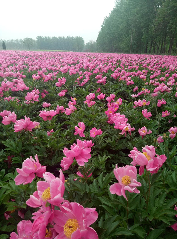 亳白芍种植基地