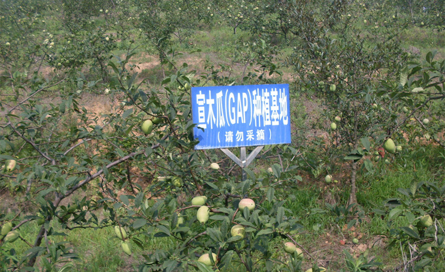 宣木瓜种植基地