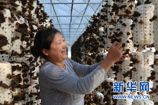 安徽岳西:特色产业扛 大梁 按下脱贫 快捷键