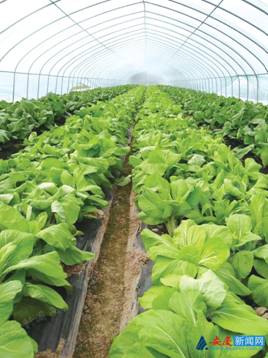 一村一品带动乡村振兴