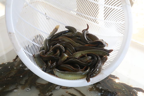 【脱贫攻坚江淮行】利辛县宋圩村:瓜果虾蟹正