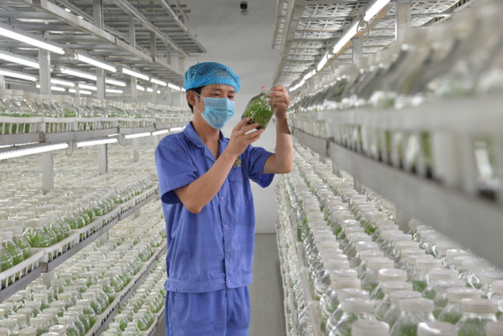 安徽六安经开区绿色发展打造五大产业