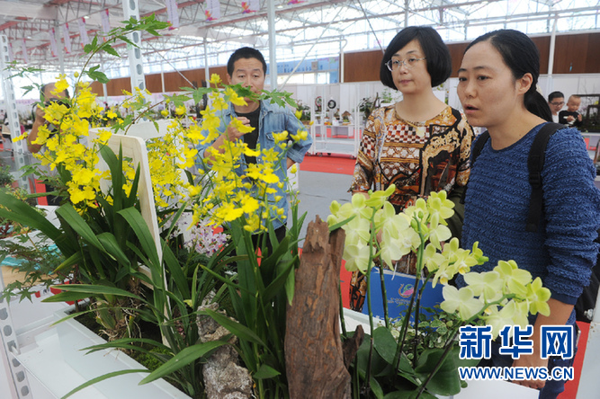 阜阳首届花博会 以花为媒会宾朋