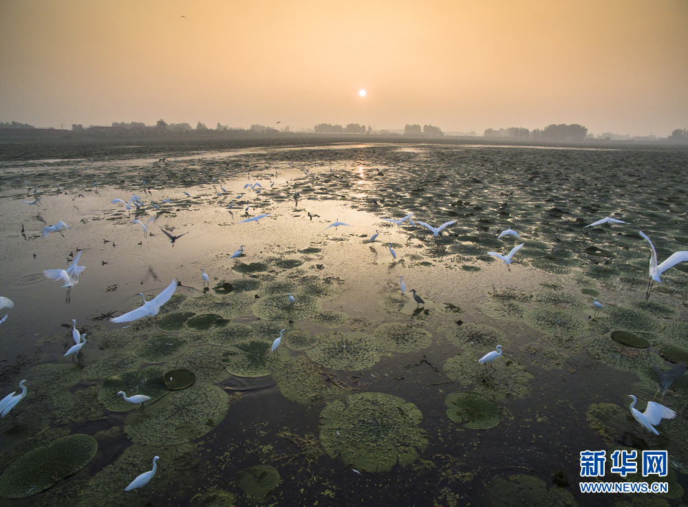 81.芡实叶上是我家