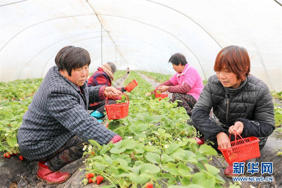 （社会）（1）安徽宿州：产业扶贫助增收