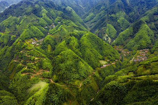 翠绿家园（中山、周家源）  作者徐美娟13855941670拍摄时间2021.7