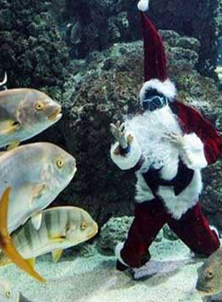 日本圣诞老人现身水族馆 与海豚共舞