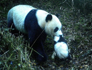 九寨溝拍野生大熊貓“親子同遊”