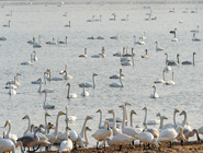 白天鵝“回家”過冬