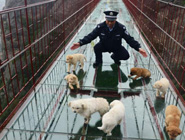 萌狗“佔領”景區玻璃橋忙壞保安