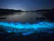 數萬只浮遊生物照亮瑞典海灘