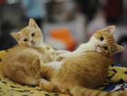 莫斯科舉行國際貓展