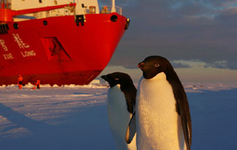 雪龍號科考船在南極卸貨引企鵝圍觀