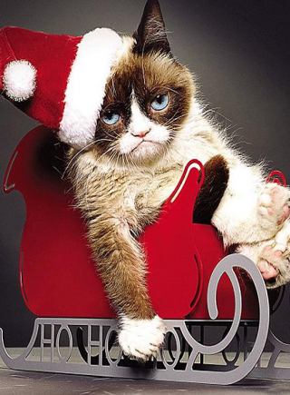 “不爽貓”走紅網絡兩年 為主人賺得640萬英鎊