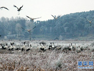 凝冻天气紧急投食 确保候鸟安全过冬