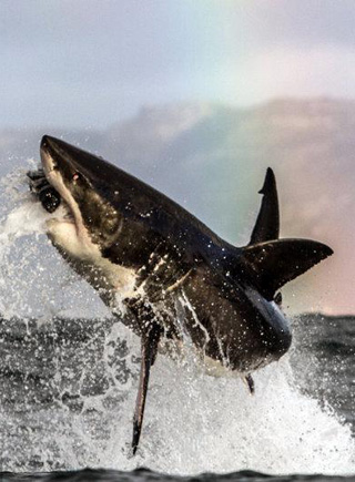 攝影師抓拍大白鯊躍出水面捕食震撼瞬間