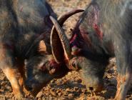 84頭“牛魔王”上演鬥牛大戰