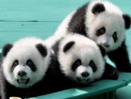 全球唯一大熊貓三胞胎名字公布