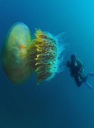 摄影师潜水遇罕见巨型水母