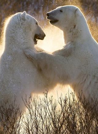 北極熊雪地練習“摔跤” 摸爬滾打玩鬧中增強本領