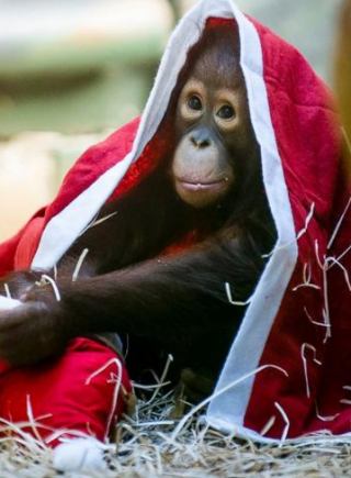 大三女生卖原味内衣标价1000元 酷似baby爆红