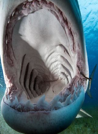 广东卫视《你会怎么做》:顾客就是上帝,服务员