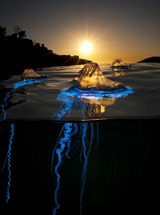 英国摄影师冒险拍摄海洋致命水母神秘光彩