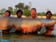 泰国男子捕460斤巨骨舌鱼创纪录