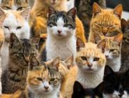 探访日本猫岛 猫咪们统治小岛
