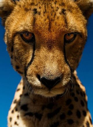 澳夫妇非洲探险为野生动物拍写真