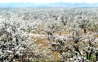 2015中国·砀山梨花节活动精彩纷呈