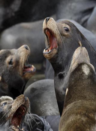 美国数千海狮“占领”码头栈桥晒日光浴