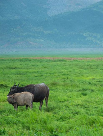 鄱陽湖現大草原壯麗景觀