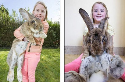 惊！世界上最大的兔子