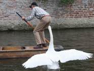 壞脾氣天鵝追咬遊客 被稱"河霸"