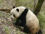 村民回家途中偶遇野生大熊猫