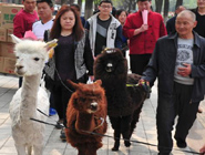 济南市民牵羊驼逛街引围观