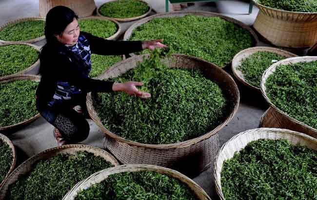 大別山區茶飄香