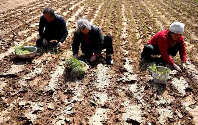 安徽亳州種藥忙