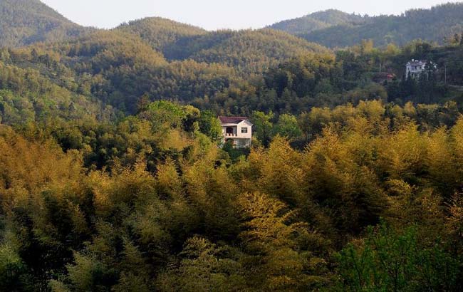 安徽霍山：竹产业成为县域经济发展的“绿色银行”