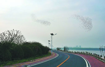 巢湖濱湖大道現萬鳥翔集景觀