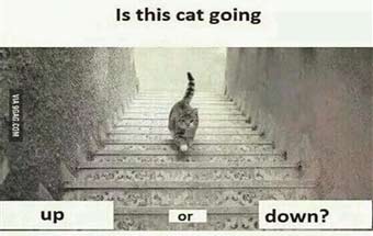 楼梯照片网友分两派 猫咪上楼还是下楼？